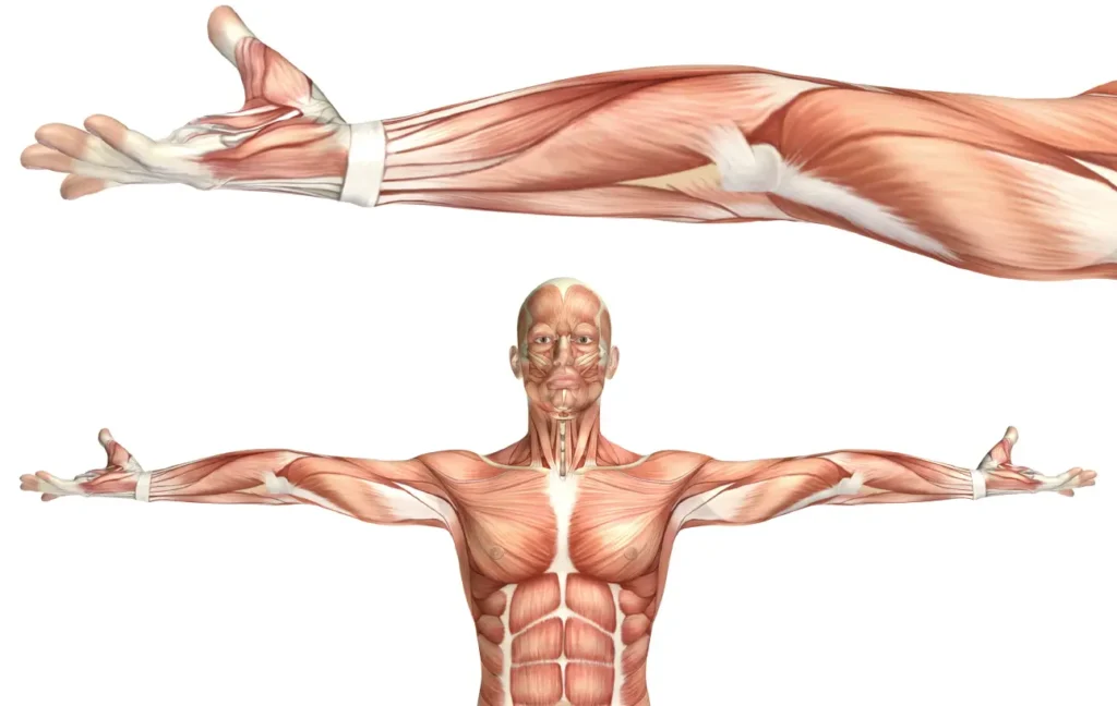 kas ve fasya sistemi