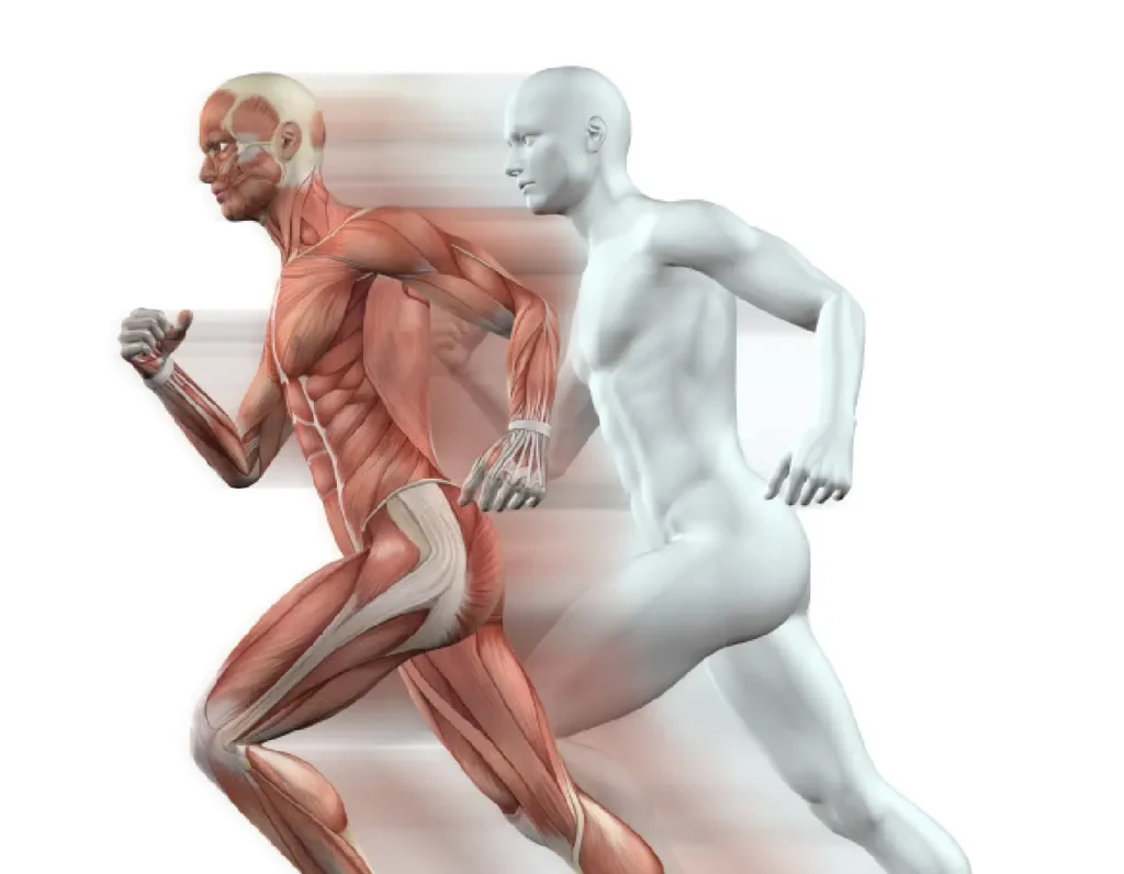 kas ve farya sistemi